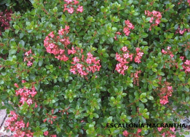 flores de escalonia